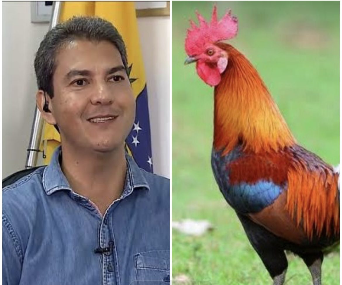 Deu “Galo” mais uma vez: Banda do Galo vence novo chamamento da prefeitura de São Luís